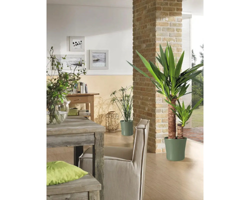 Obývacia izba s jedálenským stolom, stoličkou, izbovými rastlinami a dekoratívnymi prvkami pre útulné prostredie.