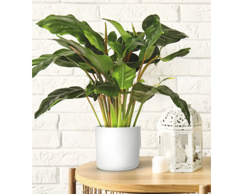 Rastlina v kvetináči na stole s lampášom