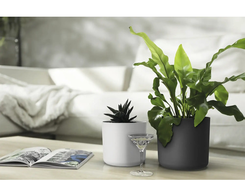 Izbové rastliny v bielych a antracitových kvetináčoch na stole