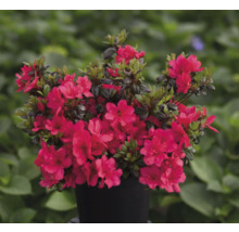 Azalka s červenými kvetmi v kvetináči