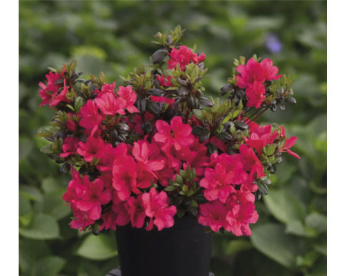 Azalka s červenými kvetmi v kvetináči