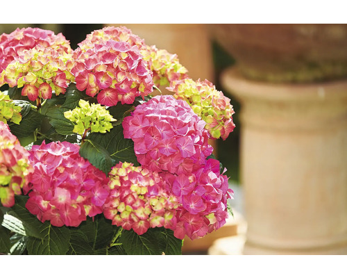 Detailný záber hortenzie s ružovými kvetmi