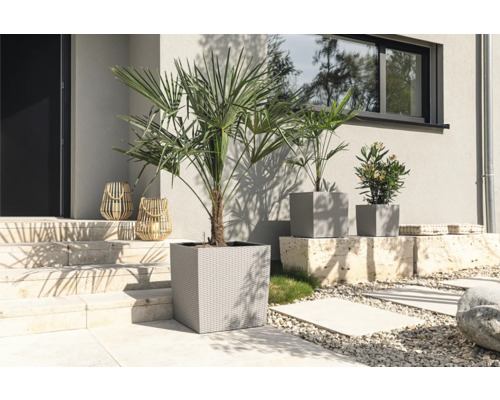 Vonkajší záber s palmami v kvetináčoch a ozdobnými lampášmi pred domom