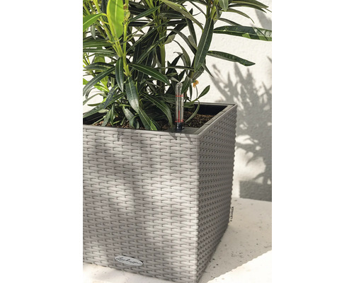 Rastlina v kvetináči Lechuza s vlhkomerom