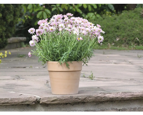 Sedmokrásky v terakotovom kvetináči v záhrade.