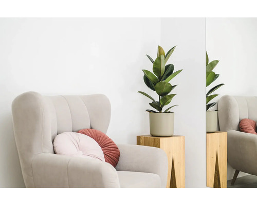 Kreslo s vankúšmi a gumovník v kvetináči na drevenej stoličke