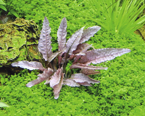 Akvarijná rastlina so zvlnenými listami v akváriu