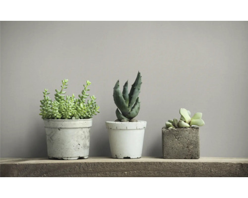 Tri sukulenty v kvetináčoch na drevenej polici.