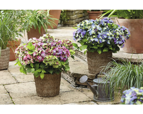 Ozdobné hortenzie v kvetináčoch a kanva v záhrade.