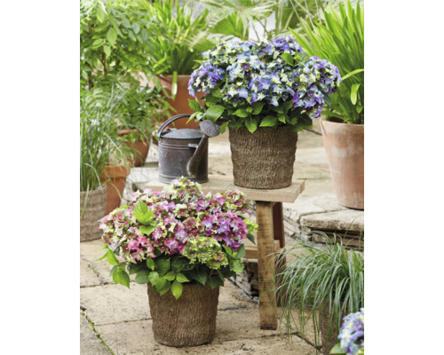 Scéna s hortenziami v kvetináčoch a kanvou na polievanie v záhrade.