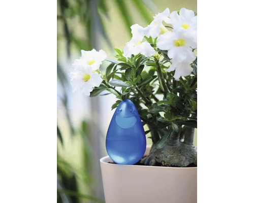 Modrá zavlažovacia pomôcka v kvetináči s kvitnúcou rastlinou.