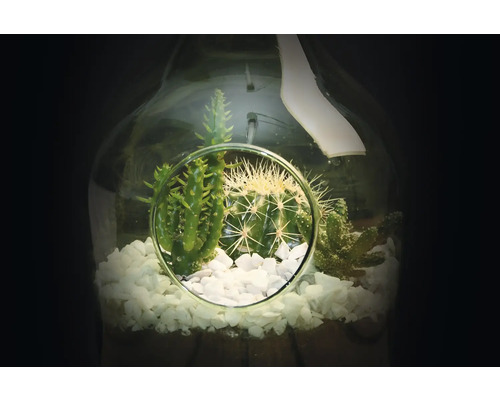 Sukulentné terárium s kaktusmi a okrasnými kameňmi v sklenenej fľaši