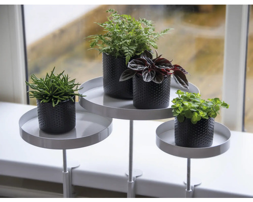 Dekoratívne izbové rastliny v kvetináčoch na stojane pri okne.