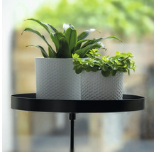 Dve rastliny v bielych kvetináčoch na čiernom stojane na rastliny.