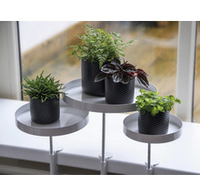 Dekoratívne aranžmán rastlín s rôznymi rastlinami v kvetináčoch na poličke na parapete.