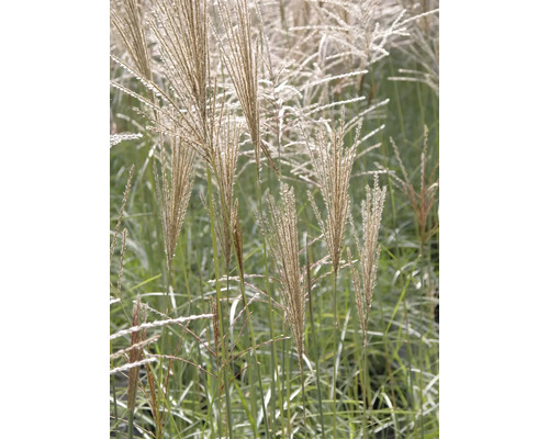 Čínska okrasná tráva v záhrade