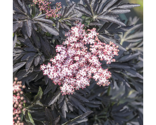 Krík bazy čiernej s tmavými listami a kvetmi