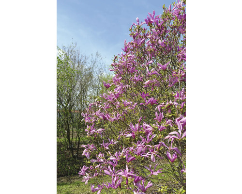 Strom magnólie s fialovými kvetmi v záhrade