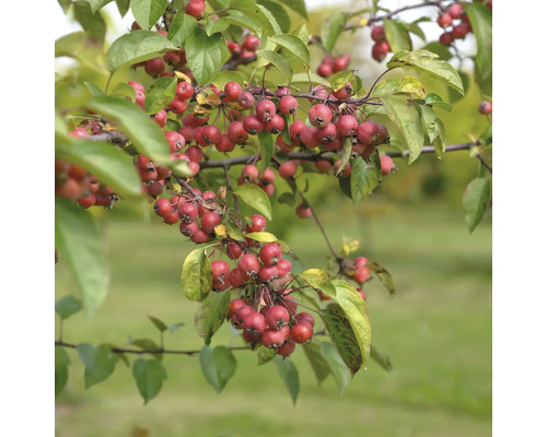 Konár okrasnej jablone s plodmi a listami