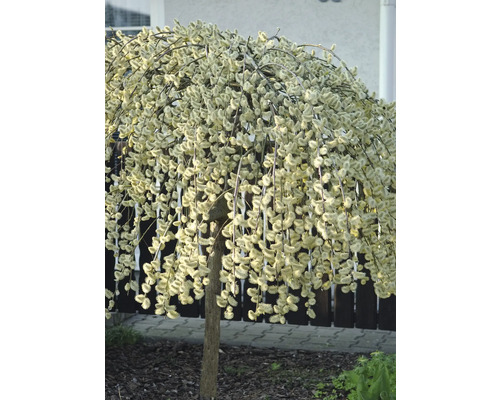 Vŕba rakyta ako guľovitý strom v záhrade.