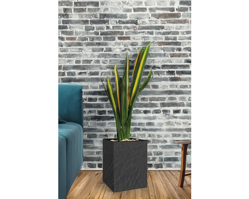 Izbová rastlina v čiernom kvetináči pred tehlovou stenou