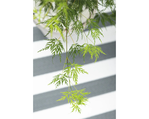 Previsnutý javor dlaňovitolistý s jemnými listami