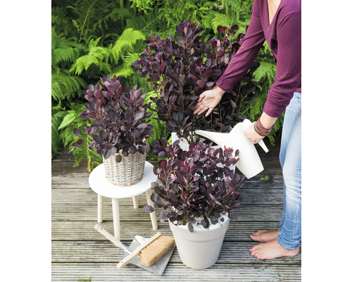 Scéna so škumpou lakovou v kvetináčoch v záhrade, polievanou krhlou