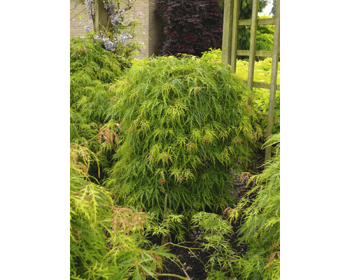 Javor japonský v záhrade