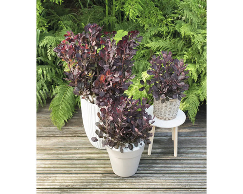 Tri červenolisté parochne v kvetináčoch na drevenej terase pred zelenými rastlinami.