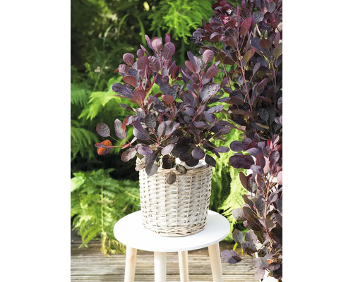 Škumpa vlasatá v košíku na stoličke