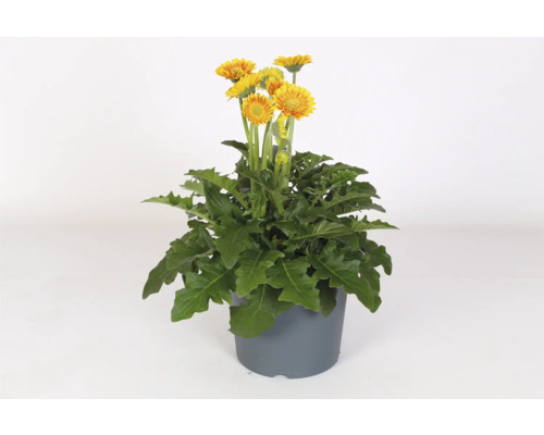 Gerbera rastlina v kvetináči so žltými kvetmi