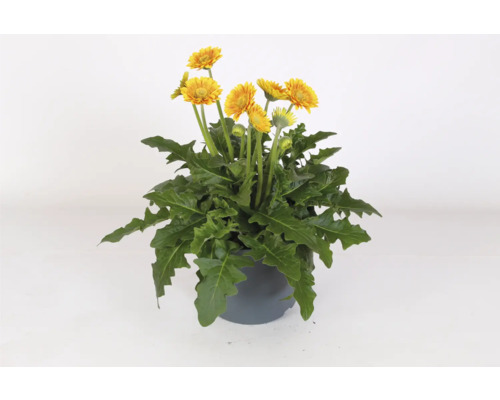 Gerbera rastlina v kvetináči so žltými kvetmi