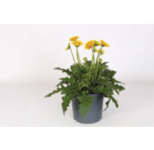 Rastlina gerbera v kvetináči so žltými kvetmi