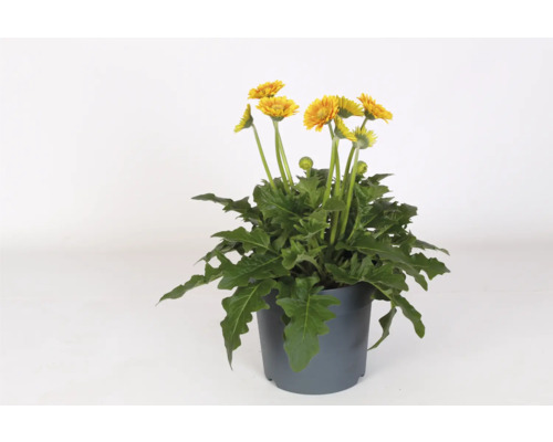 Rastlina gerbera v kvetináči so žltými kvetmi