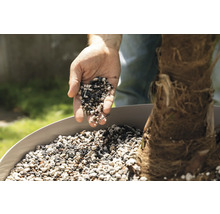 Ruka plní rastlinný granulát do kvetináča s palmou