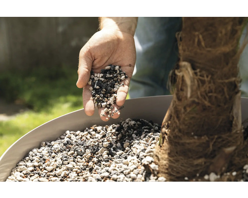 Ruka plní rastlinný granulát do kvetináča s palmou