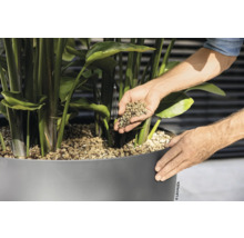 Osoba plní keramzit do kvetináča s rastlinou