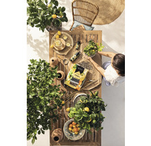 Záhradná scéna s dreveným stolom, citrusovými rastlinami, stoličkou, záhradnou zeminou a osobou