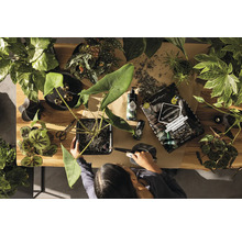 Pohľad zhora na osobu, ktorá presádza izbovú rastlinu, obklopenú zeminou, prípravkami na starostlivosť o rastliny a rôznymi ďalšími izbovými rastlinami na drevenom stole.