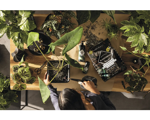 Pohľad zhora na osobu, ktorá presádza izbovú rastlinu, obklopenú zeminou, prípravkami na starostlivosť o rastliny a rôznymi ďalšími izbovými rastlinami na drevenom stole.