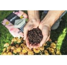 Ruka drží zeminu nad chryzantémou.