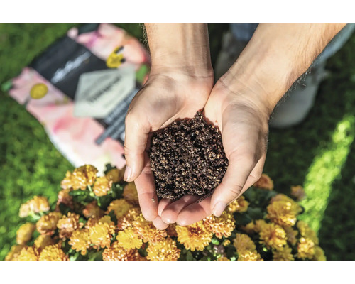 Ruka drží zeminu nad chryzantémou.