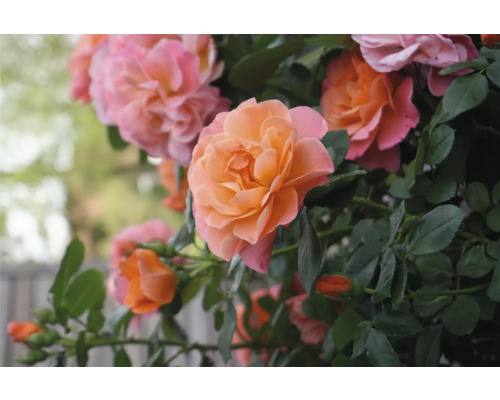 Detailný záber kvetov ruží s listami