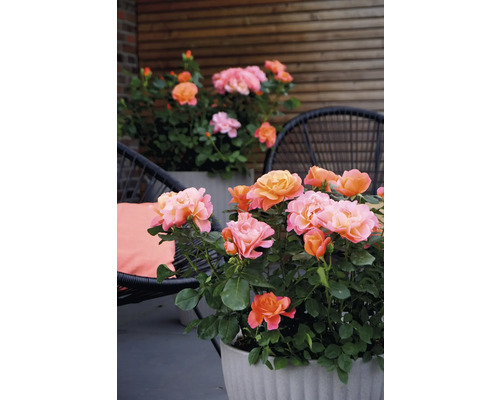 Ruže v kvetináčoch na terase s posedením