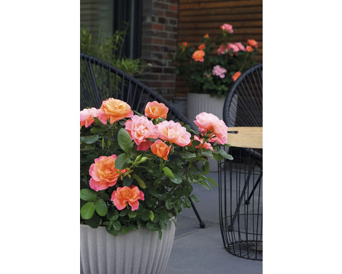 Ruža v kvetináči na terase