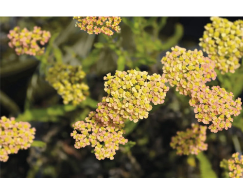 Rebríček tehlovožltý FloraSelf Achillea millefolium 'Milly Rock' Yellow Terracotta kvetináč 0,5 l