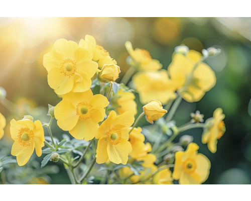 Kuklík šarlátový FloraSelf Geum coccineum 'Tosai Yellow' kvetináč 0,5 l