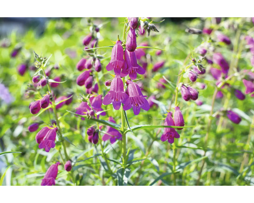 Dračík fúzatý FloraSelf Penstemon barbatus 'Twizzle Purple' kvetináč 0,5 l