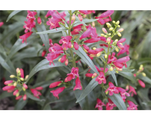 Dračík fúzatý FloraSelf Penstemon barbatus 'Twizzle Scarlet' kvetináč 0,5 l