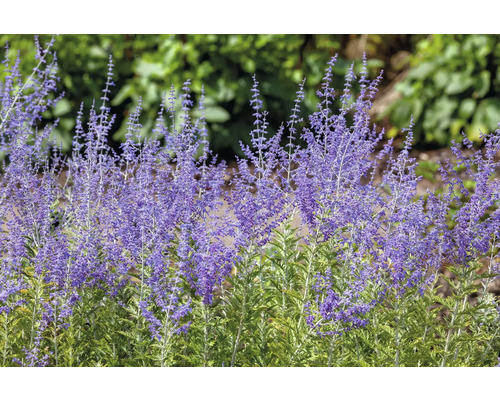 Šalvia Yangova, perovskia lebedolistá, ruská šalvia FloraSelf Perovskia atriplicifolia 'Blue Spire' kvetináč 0,5 l